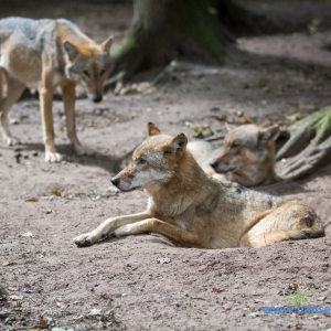 Wolfcenter_D_rverden_2017_452_