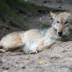 Wolfcenter_D_rverden_2017_458_