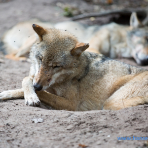 Wolfcenter_D_rverden_2017_461_