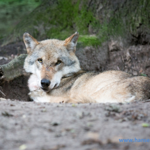 Wolfcenter_D_rverden_2017_467_