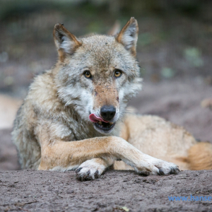 Wolfcenter_D_rverden_2017_472_