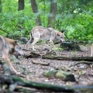 Wolfcenter_D_rverden_2017_48_