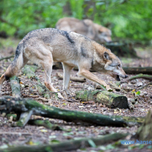 Wolfcenter_D_rverden_2017_49_