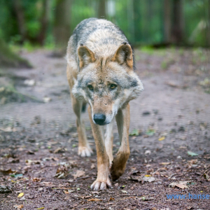 Wolfcenter_D_rverden_2017_510_
