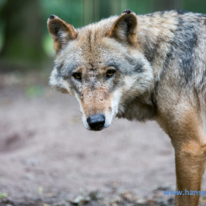 Wolfcenter_D_rverden_2017_518_