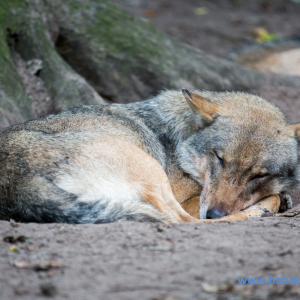 Wolfcenter_D_rverden_2017_526_