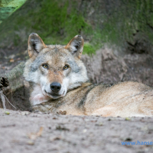 Wolfcenter_D_rverden_2017_528_