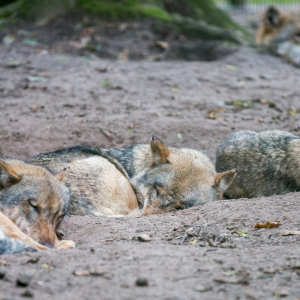 Wolfcenter_D_rverden_2017_531_