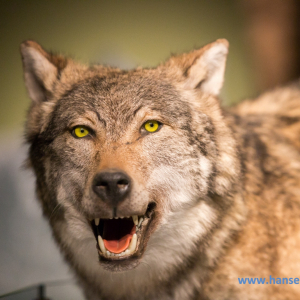Wolfcenter_D_rverden_2017_539_