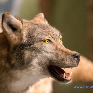Wolfcenter_D_rverden_2017_542_