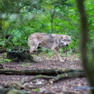 Wolfcenter_D_rverden_2017_62_