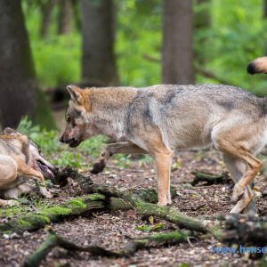 Wolfcenter_D_rverden_2017_75_