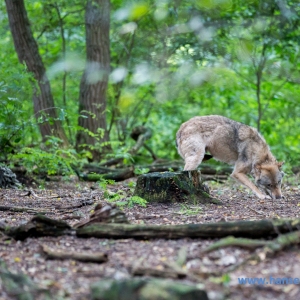 Wolfcenter_D_rverden_2017_84_