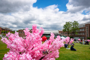 das Kirschblütenfest verzaubert das Juniper, der 3. Japanmarkt Lübeck – Kirschblütenfest, 30. Mai 2026